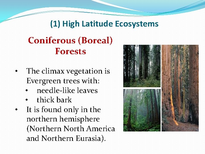 (1) High Latitude Ecosystems Coniferous (Boreal) Forests The climax vegetation is Evergreen trees with: