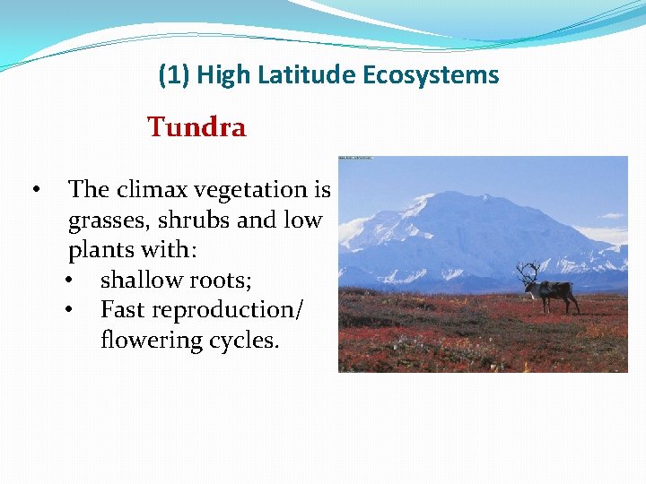 (1) High Latitude Ecosystems Tundra • The climax vegetation is grasses, shrubs and low