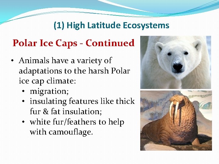 (1) High Latitude Ecosystems Polar Ice Caps - Continued • Animals have a variety