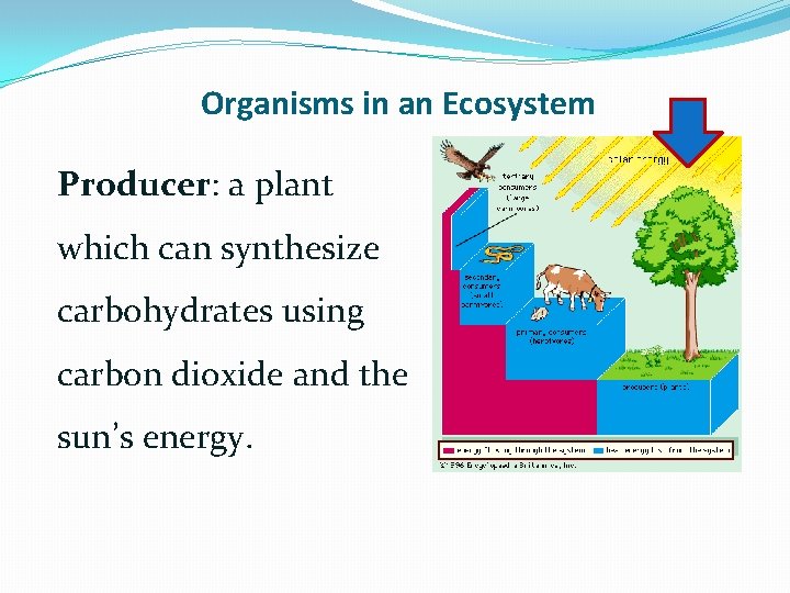 Organisms in an Ecosystem Producer: a plant which can synthesize carbohydrates using carbon dioxide