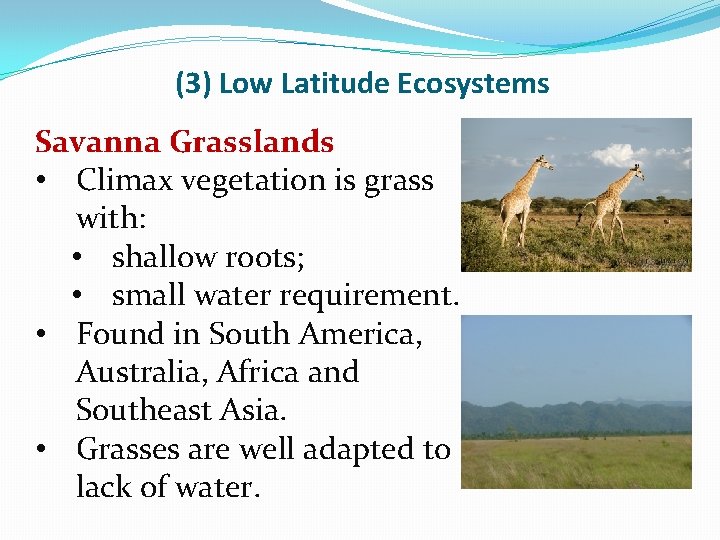 (3) Low Latitude Ecosystems Savanna Grasslands • Climax vegetation is grass with: • shallow