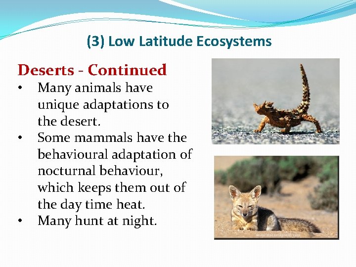 (3) Low Latitude Ecosystems Deserts - Continued • • • Many animals have unique