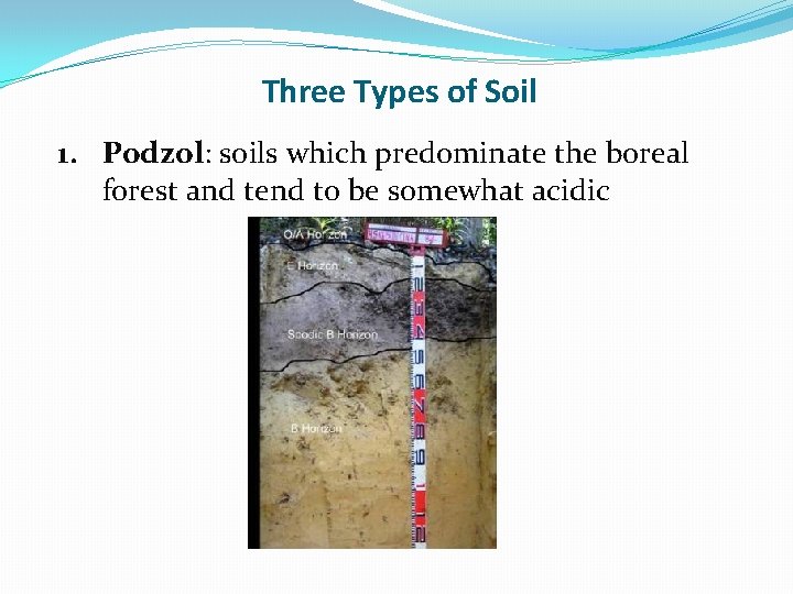 Three Types of Soil 1. Podzol: soils which predominate the boreal forest and tend