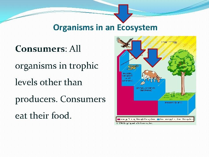 Organisms in an Ecosystem Consumers: All organisms in trophic levels other than producers. Consumers
