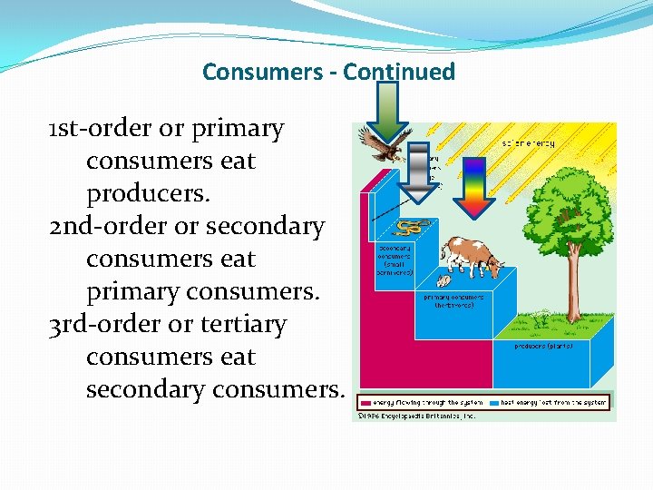 Consumers - Continued 1 st-order or primary consumers eat producers. 2 nd-order or secondary