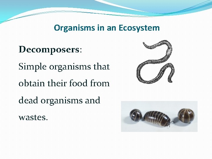 Organisms in an Ecosystem Decomposers: Simple organisms that obtain their food from dead organisms