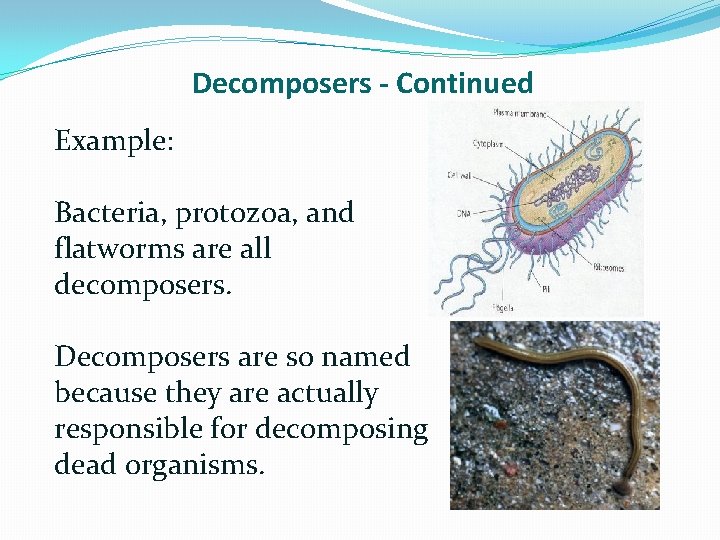 Decomposers - Continued Example: Bacteria, protozoa, and flatworms are all decomposers. Decomposers are so