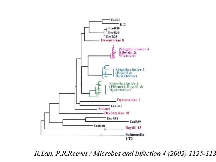 R. Lan, P. R. Reeves / Microbes and Infection 4 (2002) 1125 -113 