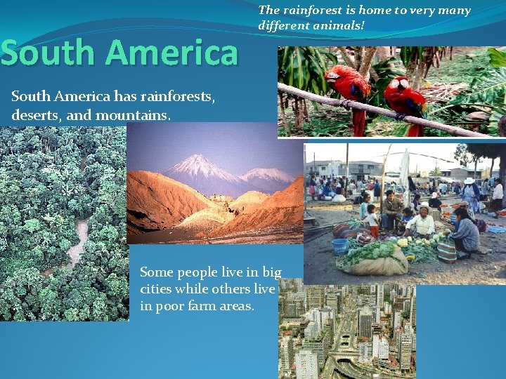 South America The rainforest is home to very many different animals! South America has