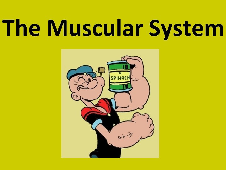 The Muscular System 