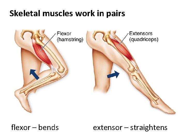 Skeletal muscles work in pairs flexor – bends extensor – straightens 