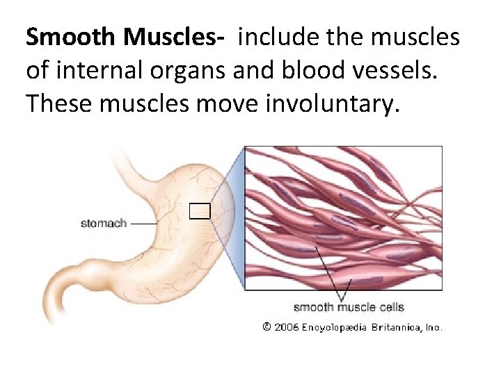 Smooth Muscles- include the muscles of internal organs and blood vessels. These muscles move