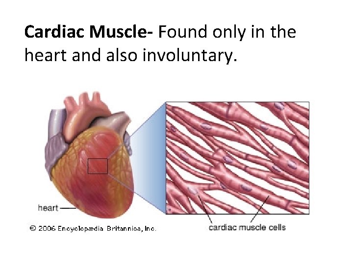 Cardiac Muscle- Found only in the heart and also involuntary. 