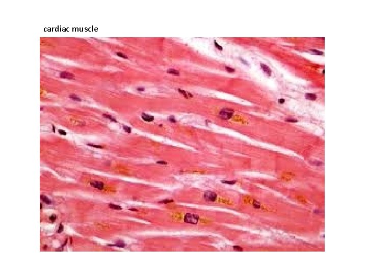 cardiac muscle 