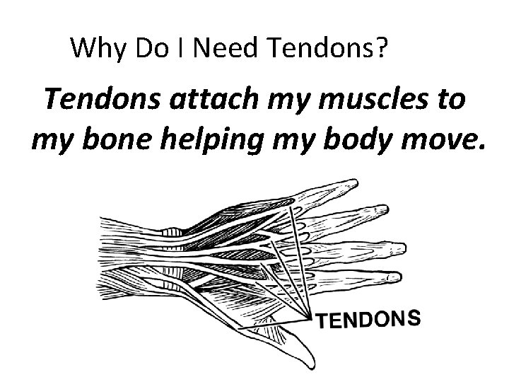 Why Do I Need Tendons? Tendons attach my muscles to my bone helping my