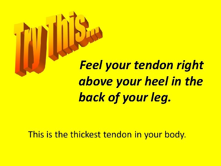 Feel your tendon right above your heel in the back of your leg. 