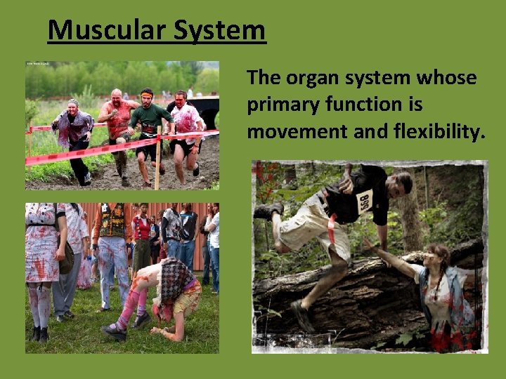 Muscular System The organ system whose primary function is movement and flexibility. 
