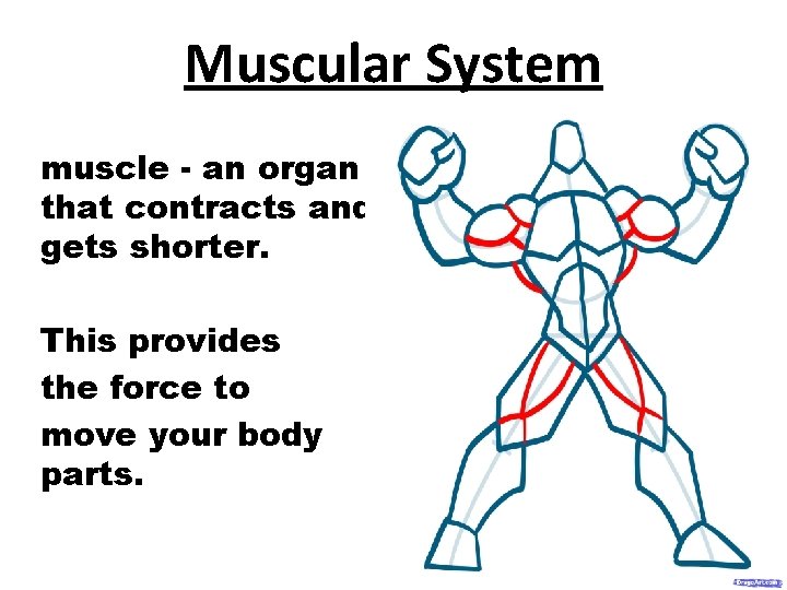 Muscular System muscle - an organ that contracts and gets shorter. This provides the