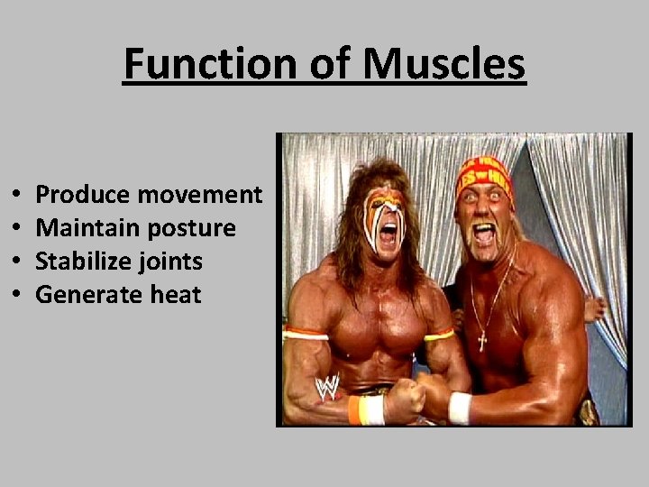 Function of Muscles • • Produce movement Maintain posture Stabilize joints Generate heat 