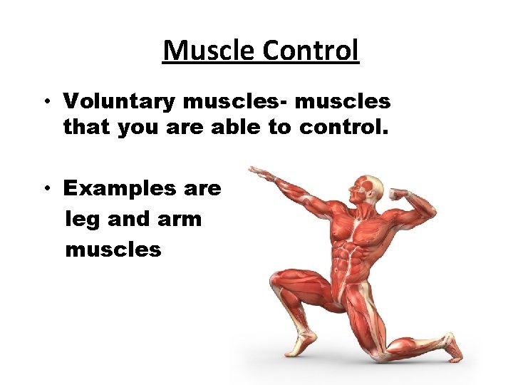 Muscle Control • Voluntary muscles- muscles that you are able to control. • Examples