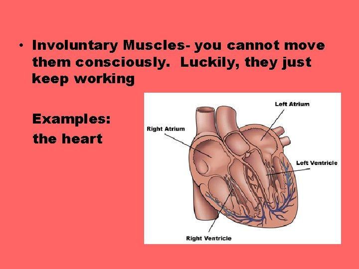  • Involuntary Muscles- you cannot move them consciously. Luckily, they just keep working