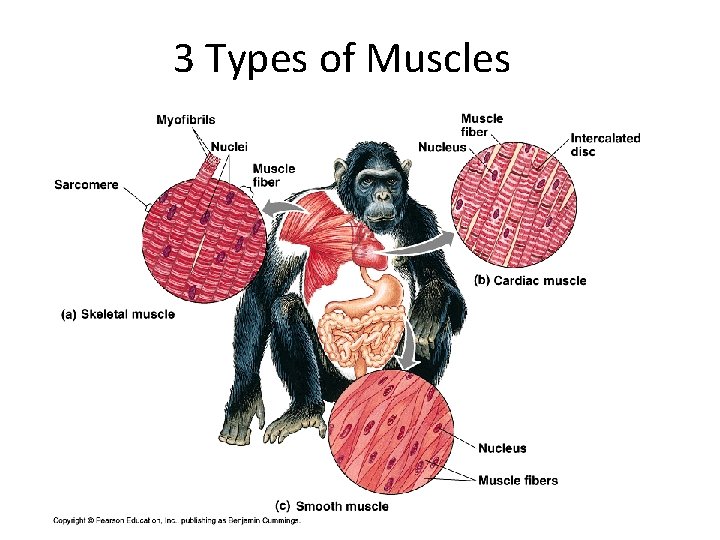 3 Types of Muscles 