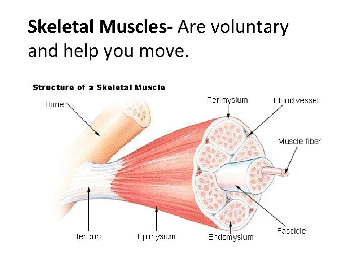 Skeletal Muscles- Are voluntary and help you move. 