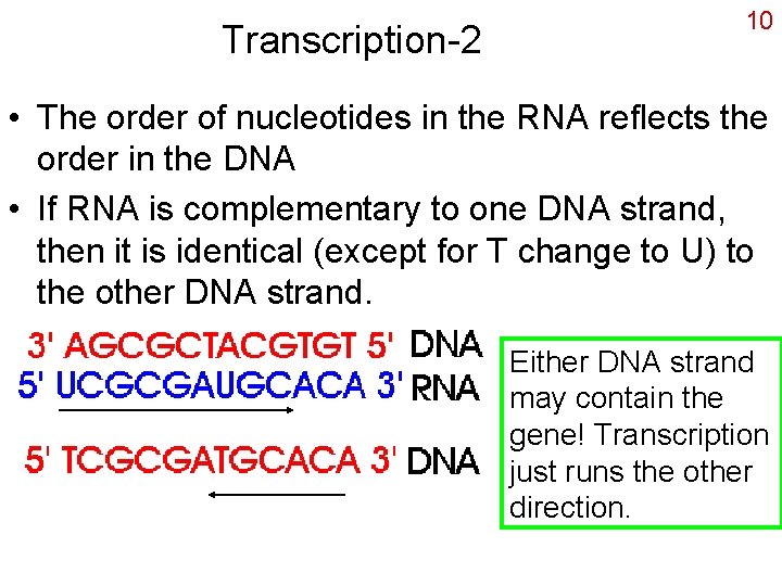 Transcription-2 10 • The order of nucleotides in the RNA reflects the order in
