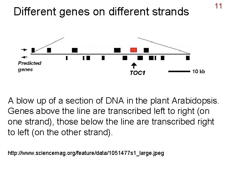 Different genes on different strands 11 A blow up of a section of DNA
