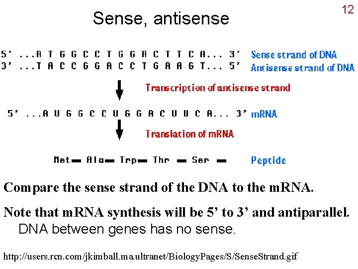 Sense, antisense 12 Compare the sense strand of the DNA to the m. RNA.