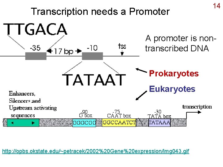 Transcription needs a Promoter 14 A promoter is nontranscribed DNA Prokaryotes Eukaryotes http: //opbs.