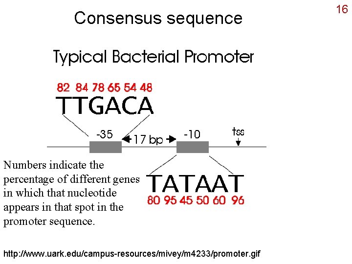 Consensus sequence Numbers indicate the percentage of different genes in which that nucleotide appears