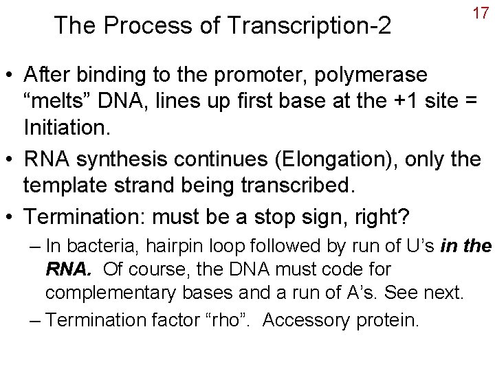 The Process of Transcription-2 17 • After binding to the promoter, polymerase “melts” DNA,