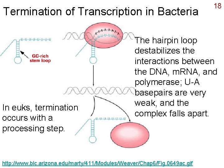 Termination of Transcription in Bacteria In euks, termination occurs with a processing step. 18