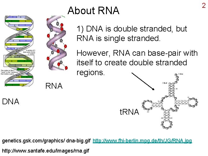 2 About RNA 1) DNA is double stranded, but RNA is single stranded. However,