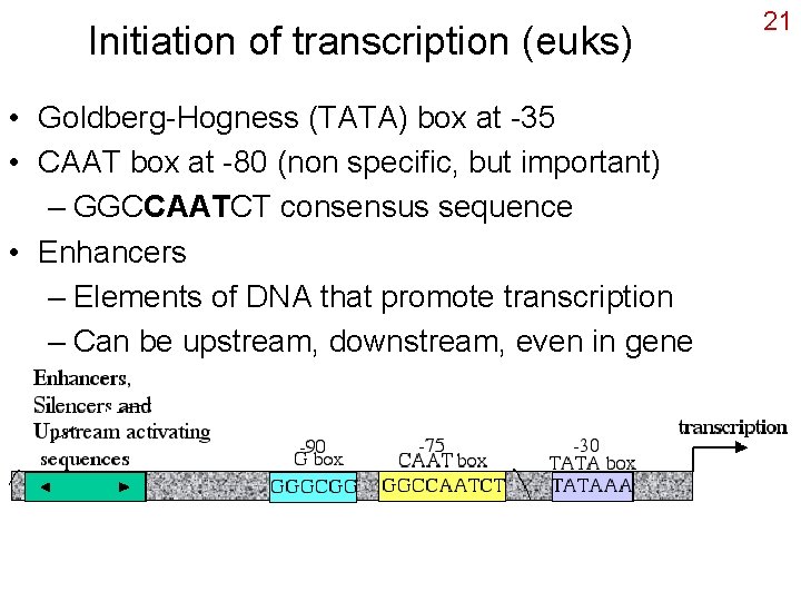 Initiation of transcription (euks) • Goldberg-Hogness (TATA) box at -35 • CAAT box at