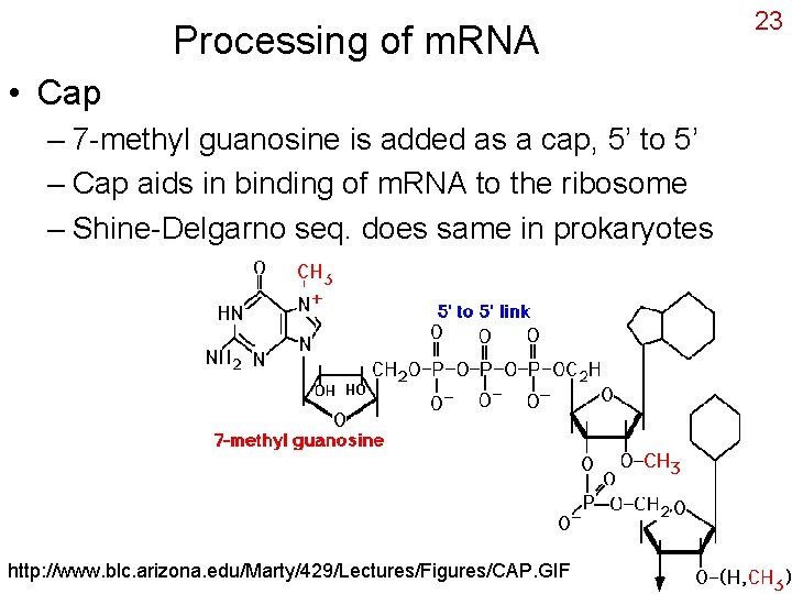 Processing of m. RNA • Cap – 7 -methyl guanosine is added as a