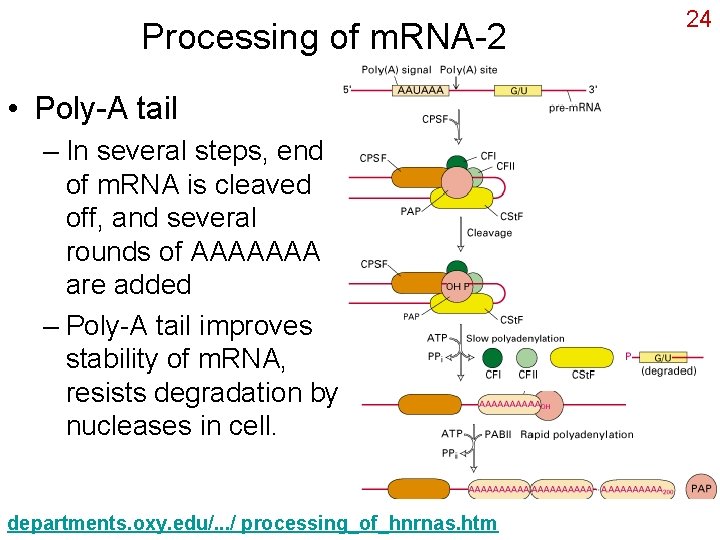 Processing of m. RNA-2 • Poly-A tail – In several steps, end of m.