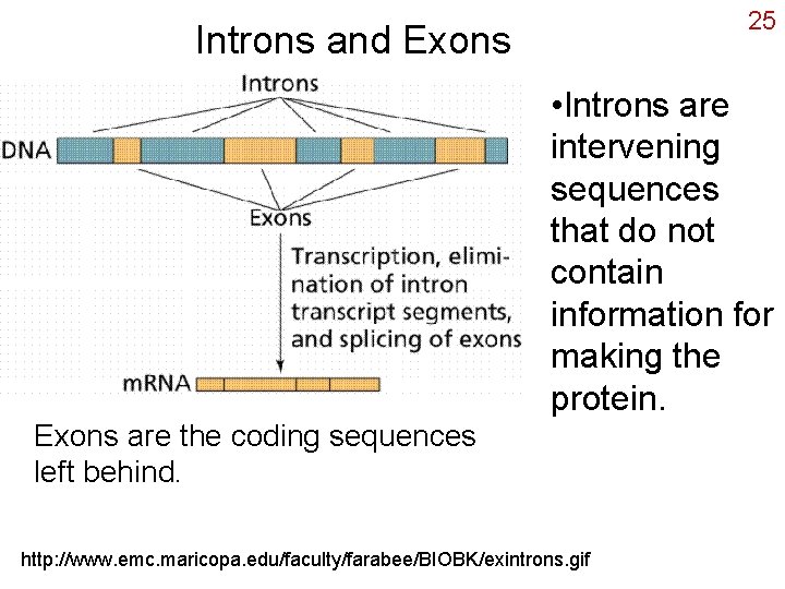 25 Introns and Exons • Introns are intervening sequences that do not contain information