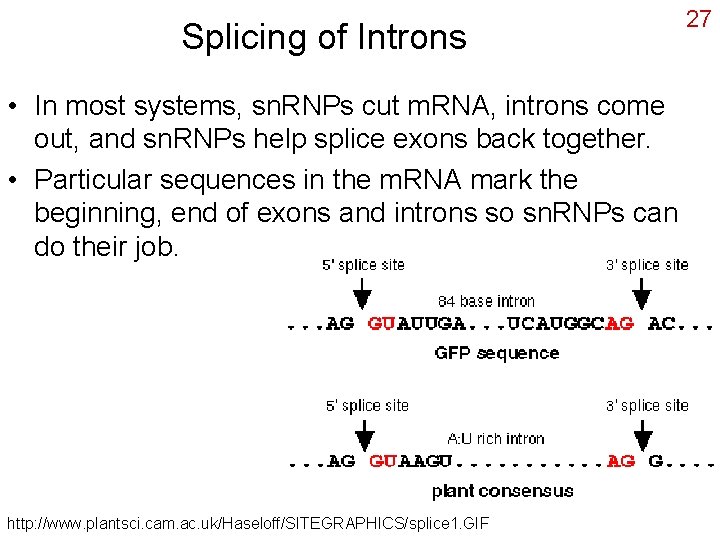 Splicing of Introns • In most systems, sn. RNPs cut m. RNA, introns come