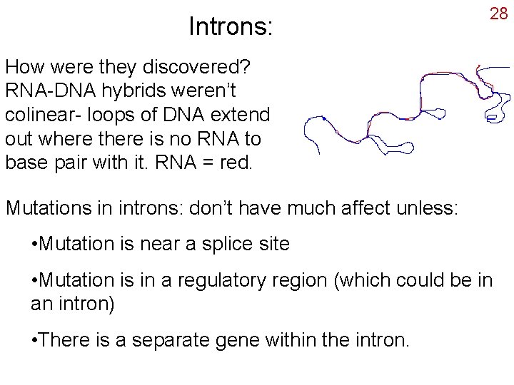 Introns: 28 How were they discovered? RNA-DNA hybrids weren’t colinear- loops of DNA extend