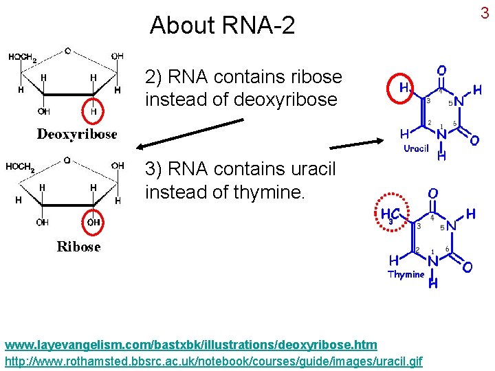 About RNA-2 2) RNA contains ribose instead of deoxyribose 3) RNA contains uracil instead