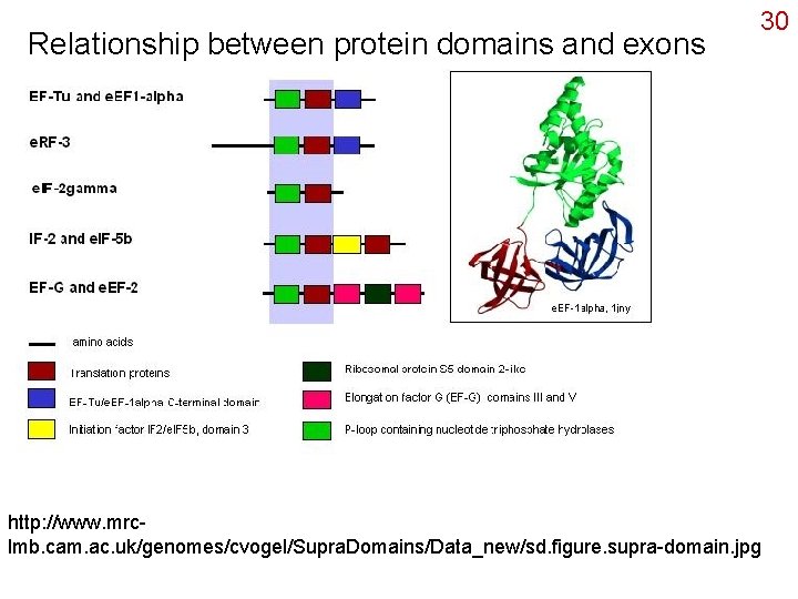 Relationship between protein domains and exons 30 http: //www. mrclmb. cam. ac. uk/genomes/cvogel/Supra. Domains/Data_new/sd.