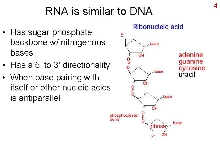 RNA is similar to DNA • Has sugar-phosphate backbone w/ nitrogenous bases • Has