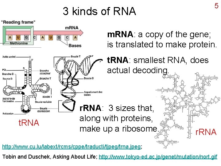 5 3 kinds of RNA m. RNA: a copy of the gene; is translated