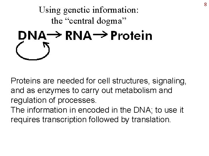 Using genetic information: the “central dogma” Proteins are needed for cell structures, signaling, and