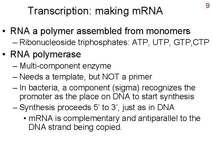 Transcription: making m. RNA 9 • RNA a polymer assembled from monomers – Ribonucleoside