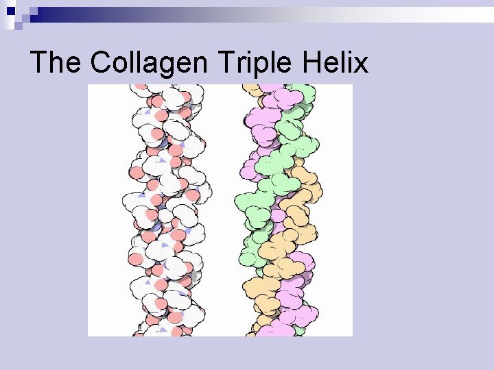 The Collagen Triple Helix 