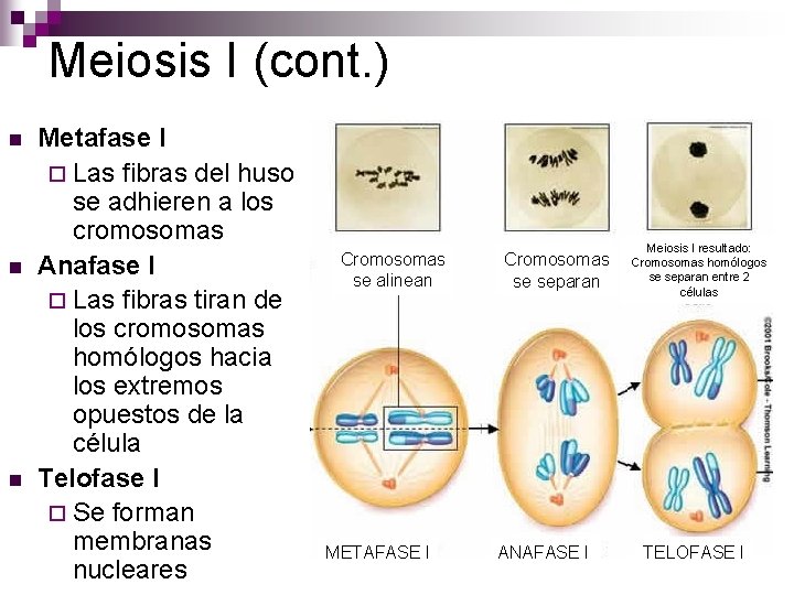 Meiosis I (cont. ) n n n Metafase I ¨ Las fibras del huso Meiosis I (cont. ) n n n Metafase I ¨ Las fibras del huso