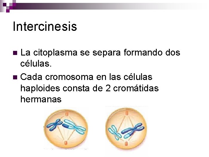 Intercinesis La citoplasma se separa formando dos células. n Cada cromosoma en las células Intercinesis La citoplasma se separa formando dos células. n Cada cromosoma en las células